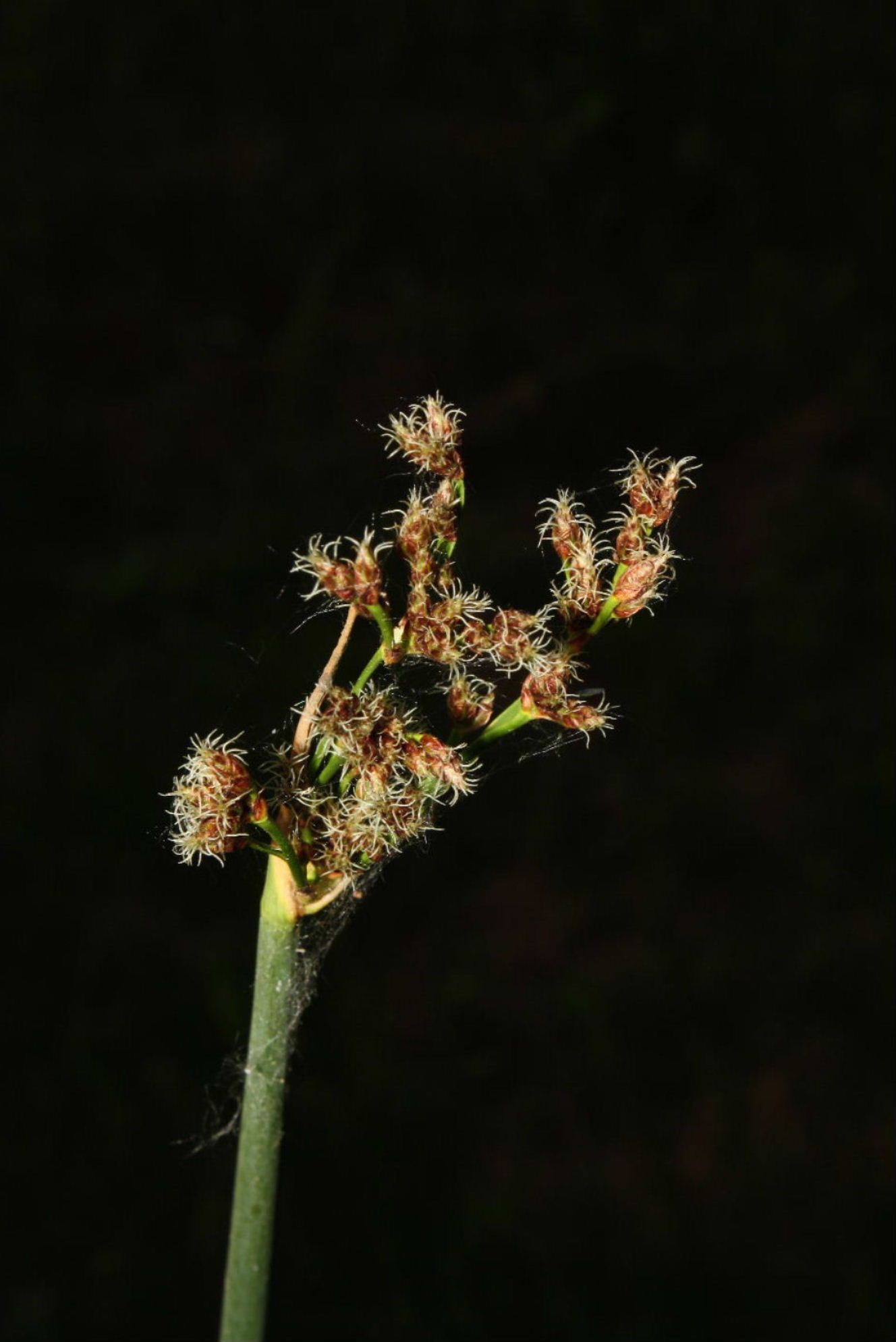 Schoenoplectus tabernaemontani / Lisca di Tabernaemontanus